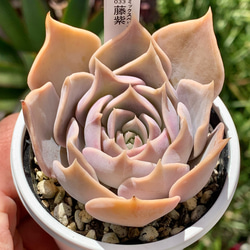 人気レア品種！☆藤紫 多肉植物 自家栽培 国産 多肉植物 美✴︎taniku