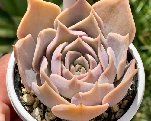 人気レア品種！☆藤紫 多肉植物 自家栽培 国産 多肉植物 美✴︎taniku