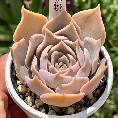 147.多肉植物 藤紫 800円 【抜き苗】 147.多肉植物 藤紫 【抜き苗】