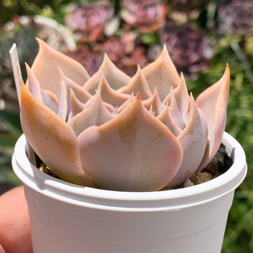 147.多肉植物 藤紫 800円 【抜き苗】 人気レア品種！☆藤紫 多肉植物 自家栽培 国産 多肉植物 美