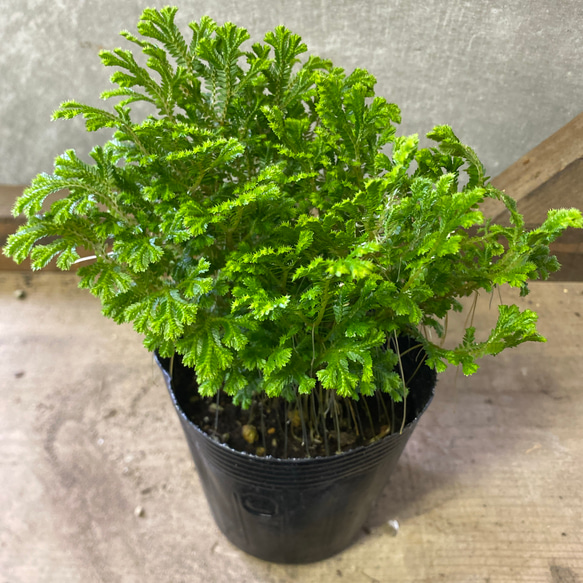 観葉植物 セラギネラ アートフラワー plant life 通販 16734708