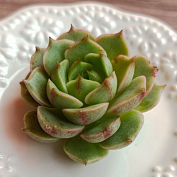 フェニルパ　多肉植物　単頭 1枚目の画像