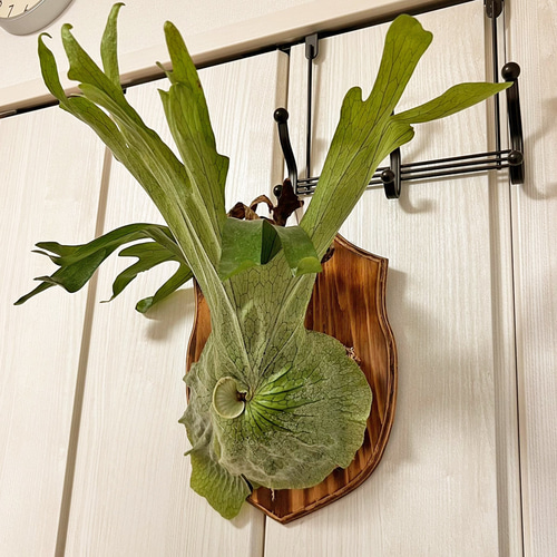 板付 森の王冠！大人気の大型種 ビカクシダ グランデ 壁掛け 観葉植物