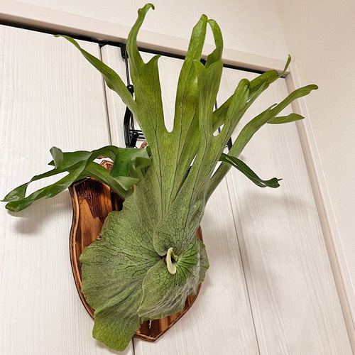 板付 森の王冠！大人気の大型種 ビカクシダ グランデ 壁掛け 観葉植物