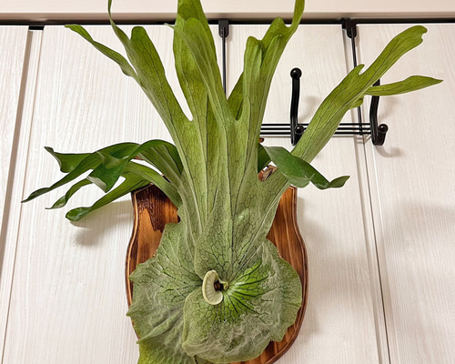 板付 観葉植物 人気の大型品種♫ ！超超美株 森の王冠！〖ビカクシダ・グランデ〗 8cd3778fa7f0cb68577d79de3cb250