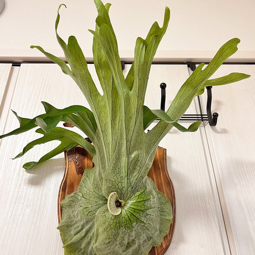 板付 森の王冠！大人気の大型種 ビカクシダ グランデ 壁掛け 観葉植物