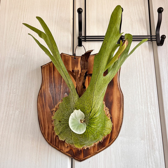 ビカクシダ 壁掛け用 大きい植物