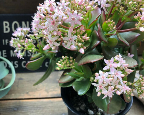 金のなる木♡花月♡多肉植物♡4号♡観葉植物♡成金草 アートフラワー