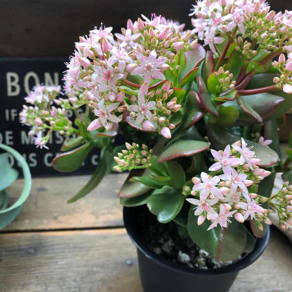 金のなる木♡花月♡多肉植物♡4号♡観葉植物♡成金草 人造花