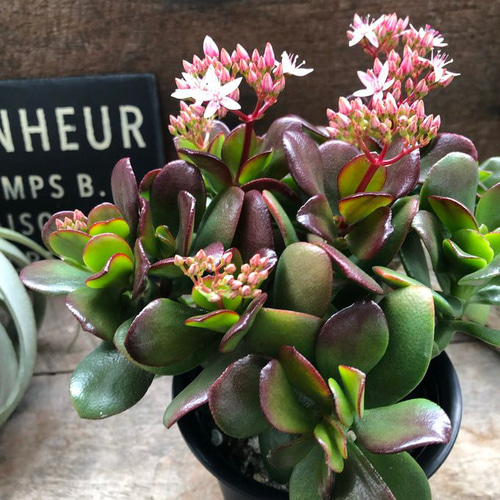 金のなる木♡花月♡多肉植物♡4号♡観葉植物♡成金草 アートフラワー
