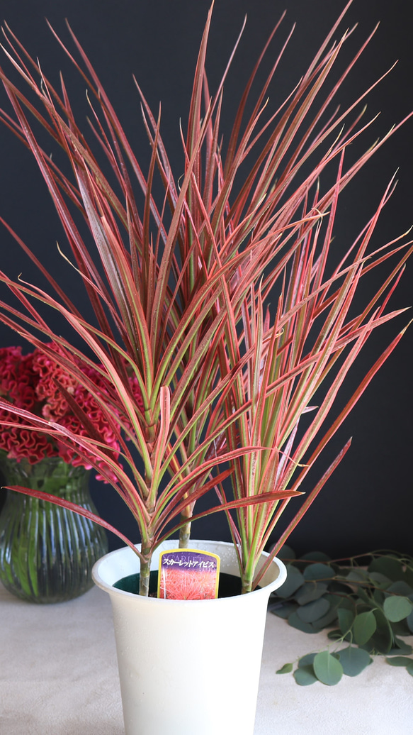 送料無料｜ドラセナ・コンシンネ・スカーレットアイビス｜ドラセナ｜6