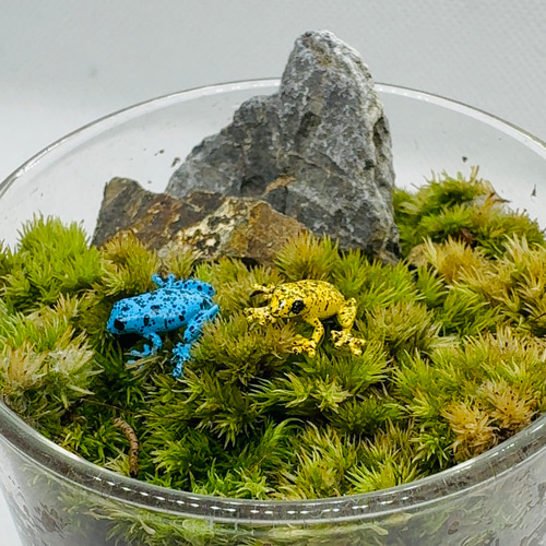 ヤドクガエル 苔テラリウムフィギュア 2匹セット その他雑貨 まりも