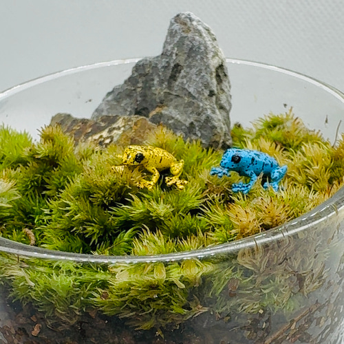 ヤドクガエル 苔テラリウムフィギュア 2匹セット その他雑貨 まりも