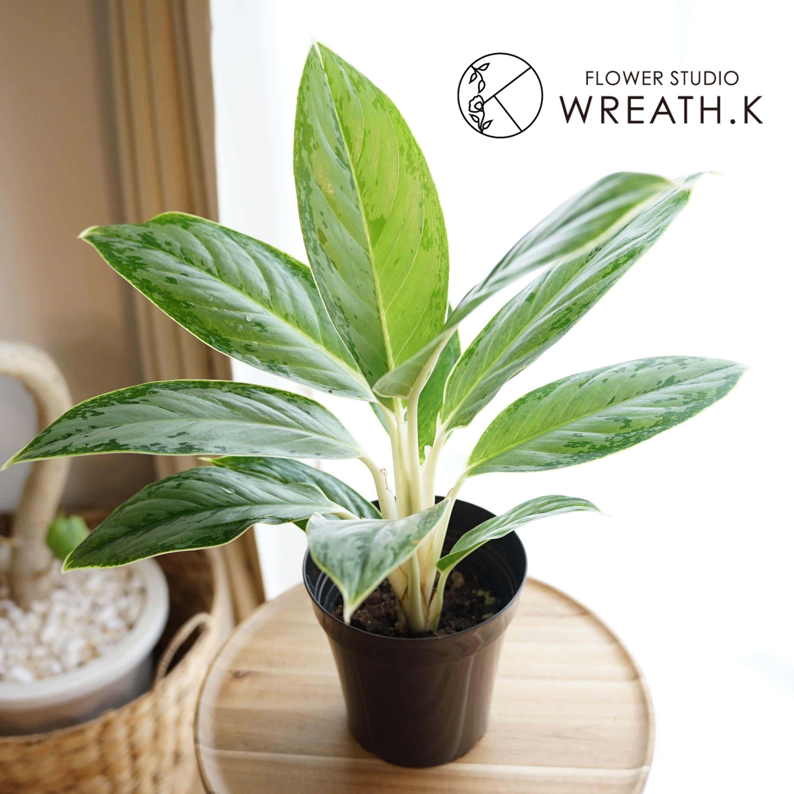 アグラオネマ リトルホワイトドラゴン 1株 アグラオネマ：ビーナス 6号