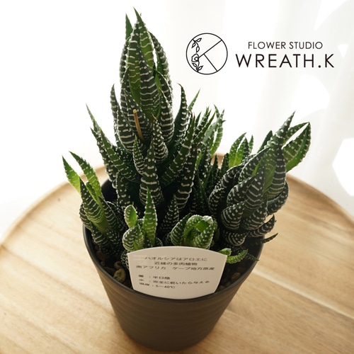 硬葉系・ハオルチア（4号） アートフラワー Wreath.K 通販