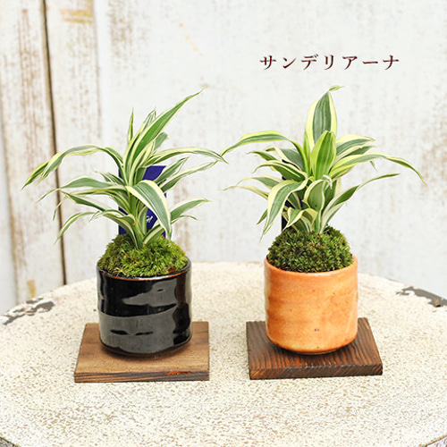 送料無料観葉植物 和風モダン 盆栽風苔仕立て 陶器鉢ミニ 育て