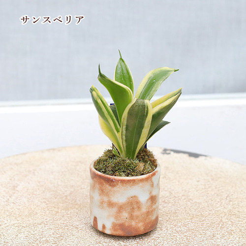 送料無料観葉植物 和風モダン 盆栽風苔仕立て 陶器鉢ミニ 育て 送料無料観葉植物 和風モダン 盆栽風苔仕立て 陶器鉢ミニ 育て