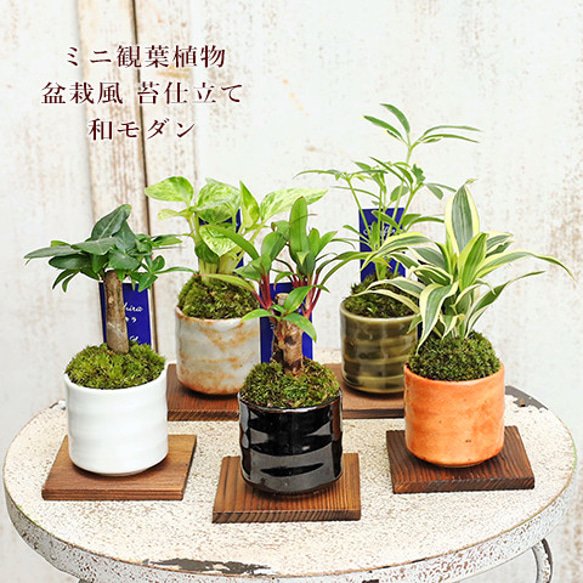 送料無料観葉植物 和風モダン 盆栽風苔仕立て 陶器鉢ミニ 育て