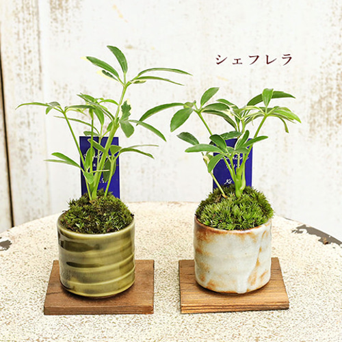 送料無料観葉植物 和風モダン 盆栽風苔仕立て 陶器鉢ミニ 育て 送料無料観葉植物 和風モダン 盆栽風苔仕立て 陶器鉢ミニ 育て