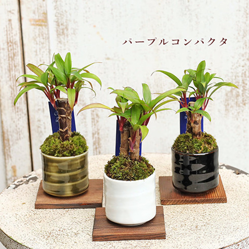 送料無料観葉植物 和風モダン 盆栽風苔仕立て 陶器鉢ミニ 育て