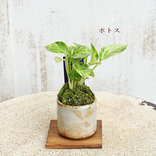 送料無料観葉植物 和風モダン 盆栽風苔仕立て 陶器鉢ミニ 育て