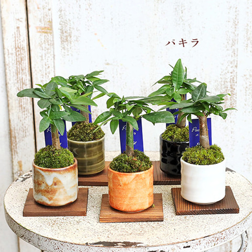 送料無料観葉植物 和風モダン 盆栽風苔仕立て 陶器鉢ミニ 育て