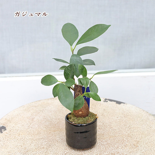 送料無料観葉植物 和風モダン 盆栽風苔仕立て 陶器鉢ミニ 育て