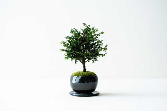 ✿２　盆栽 中サイズ 八房 ヒノキ 八房ヒノキ｜銅黒のうつわ 盆栽 Sekibokka 通販 16738118