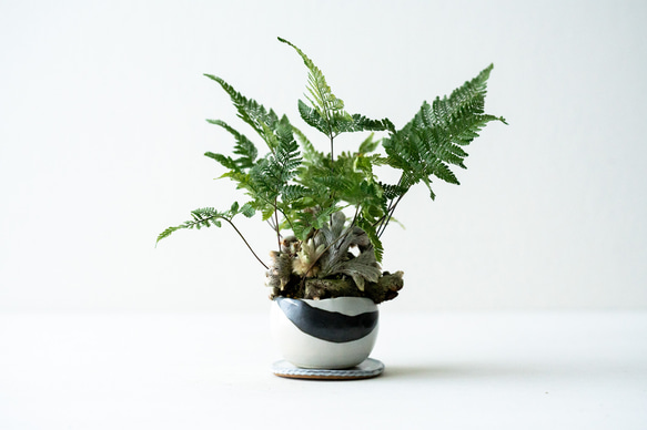 【3月限定】✧手掘り ブラジル産 ガーデンクォーツ おすまし猫 1点物✧ 3月限定】✧手掘り ブラジル産 ガーデンクォーツ おすまし猫 1点物✧ 3