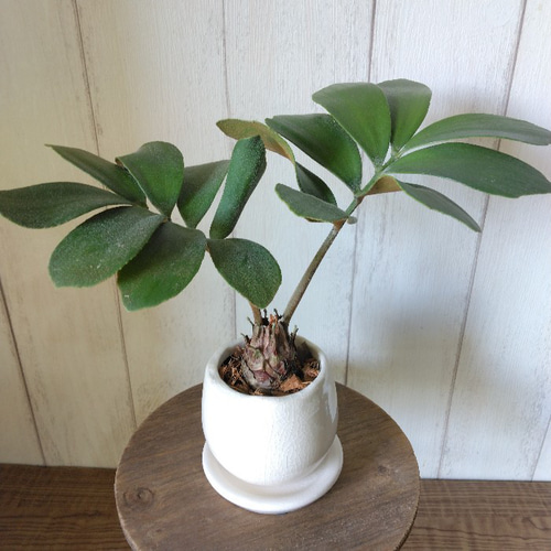 現品】珍しい ザミア【フルフラケア～furfuracea～】観葉植物 和風陶器
