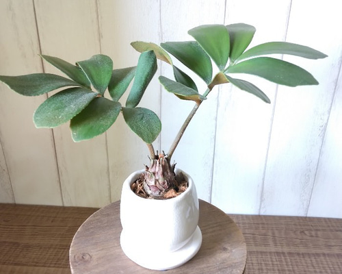 363b701a2f3dd97bea7d0f3373ce38