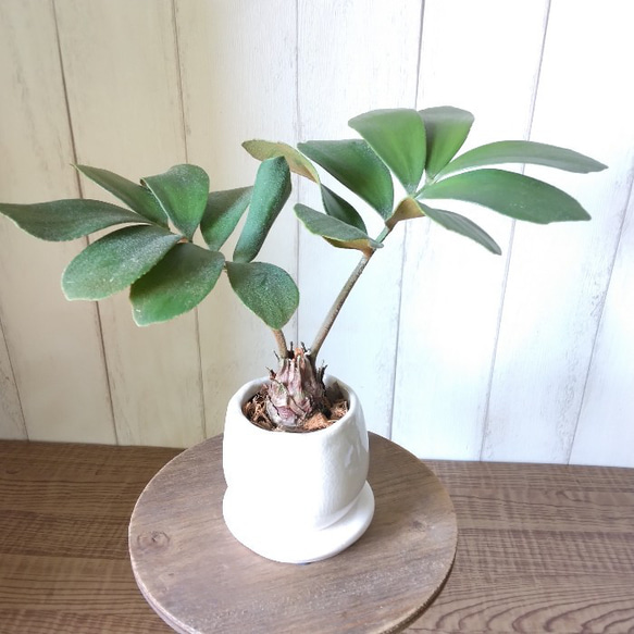 メキシコザミア斑入り 斑入ザミア 斑入りソテツ 黄金ソテツ