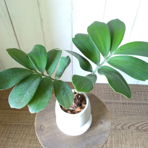 現品】珍しい ザミア【フルフラケア～furfuracea～】観葉植物 和風陶器 