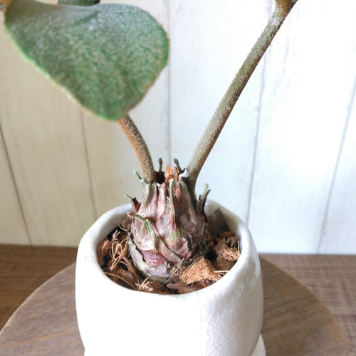 現品】珍しい ザミア【フルフラケア～furfuracea～】観葉植物 和風陶器 