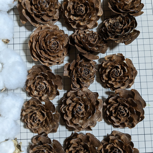 綿花 コットンフラワー 綿花（コットンフラワー)の種 4色 - メルカリ