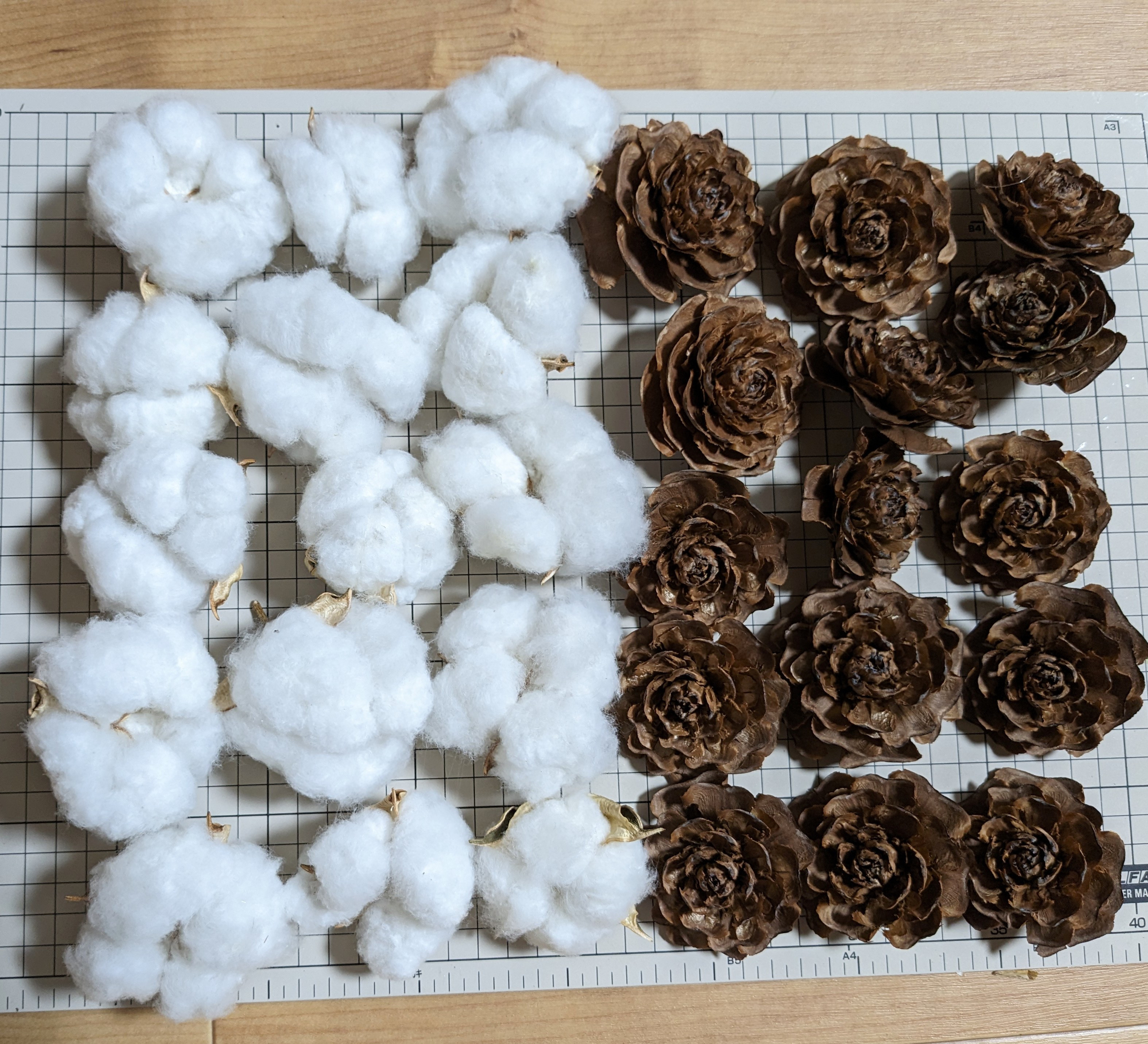 コットンフラワー 綿花