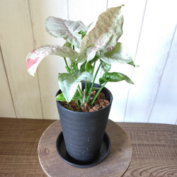 オリヅルラン ボニー 大型株 現品】③オリヅルラン＊ボニー 大株 カールが可愛い 子株沢山 観葉植物