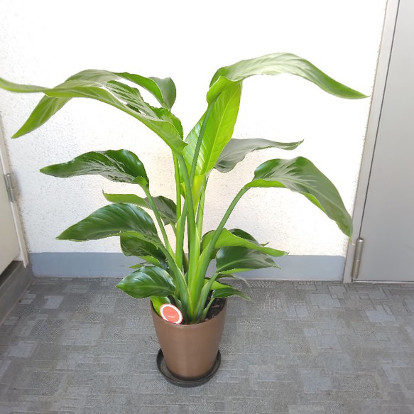 ②　ストレリチア　オーガスタ　8号　３株植え　特大苗木最高等級極上品‼️ ③ ストレリチアオーガスタ 8号 3株植え 特大苗木最高等級極上