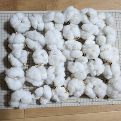 カワラハハコ ドライフラワー 50g 雄花 ドライフラワー Fine 通販