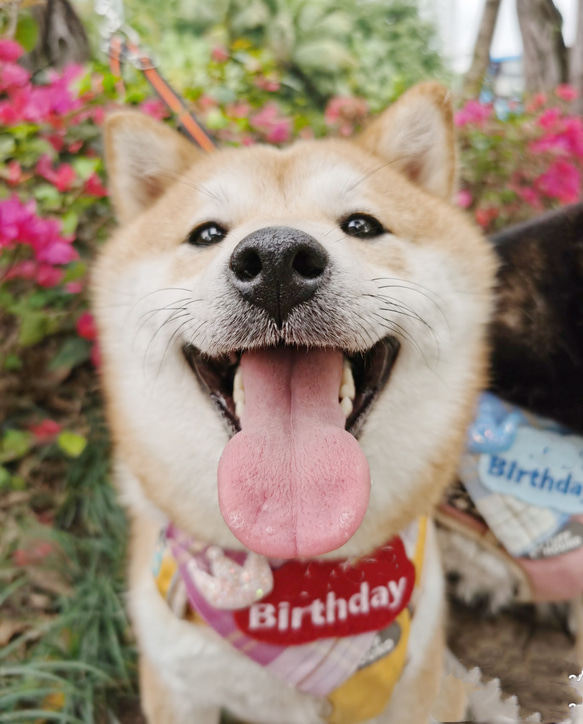 世界に一つだけの刺繍お誕生日バンダナ（お名前入れ）　  愛犬・愛猫グッズ うちの子グッズ 4枚目の画像