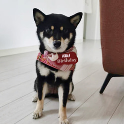 世界に一つだけの刺繍お誕生日バンダナ（お名前入れ）　  愛犬・愛猫グッズ うちの子グッズ 5枚目の画像