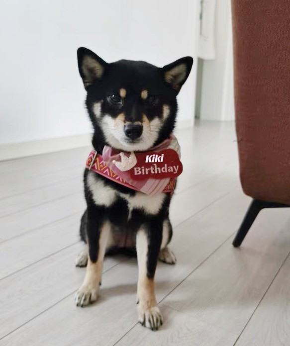 世界に一つだけの刺繍お誕生日バンダナ（お名前入れ）　  愛犬・愛猫グッズ うちの子グッズ 5枚目の画像