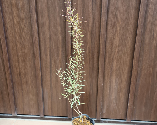 セリセアピンクフォーム　鉢植え　苗木　シンボルツリー セリセアピンクフォーム 鉢植え 苗木 シンボルツリー