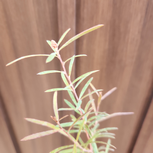 セリセアピンクフォーム　鉢植え　苗木　シンボルツリー セリセアピンクフォーム 鉢植え 苗木 シンボルツリー