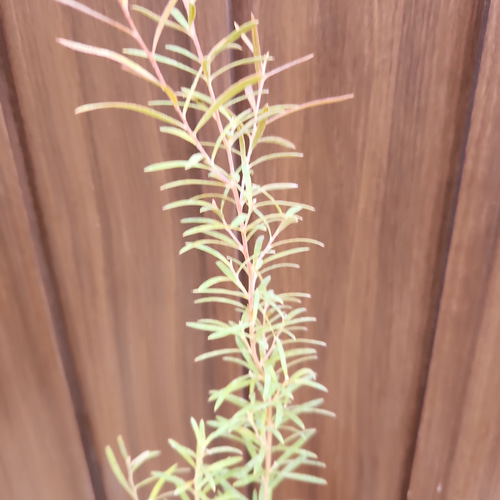 セリセアピンクフォーム　鉢植え　苗木　シンボルツリー セリセアピンクフォーム 鉢植え 苗木 シンボルツリー