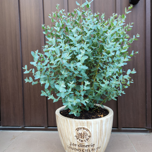 大きめ♪ユーカリグニー テラコッタ鉢植え 大苗 シンボルツリー