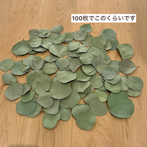 夏季限定価格】ユーカリポポラス ドライリーフ 約100枚 ドライ