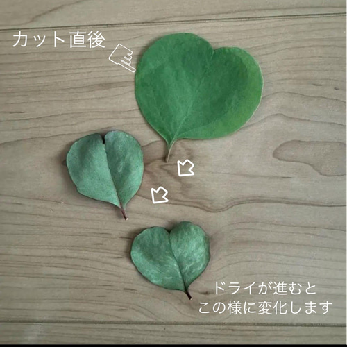 ●◎　人気のリーフ　ユーカリポポラス　ドライにリースに　常緑　冬越し苗　◎● 夏季限定価格】ユーカリポポラス ドライリーフ 約100枚 ドライ