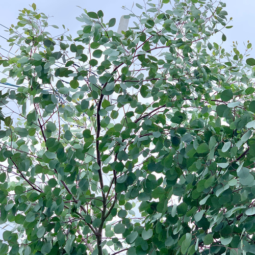 ●◎　人気のリーフ　ユーカリポポラス　ドライにリースに　常緑　冬越し苗　◎● ○◎ 人気のリーフ ユーカリポポラス ドライにリースに 常緑 冬