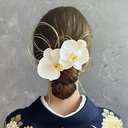 お買い得胡蝶蘭まとめて13株セット 豪華なお祝いに最適な5本立胡蝶蘭 | 胡蝶蘭通販 花蝶風月